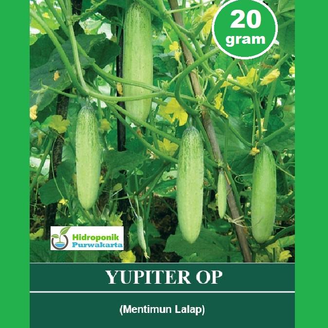 ✔️  Benih Timun Mentimun Lalap Yupiter 20 Gram Cap Mutiara Bumi