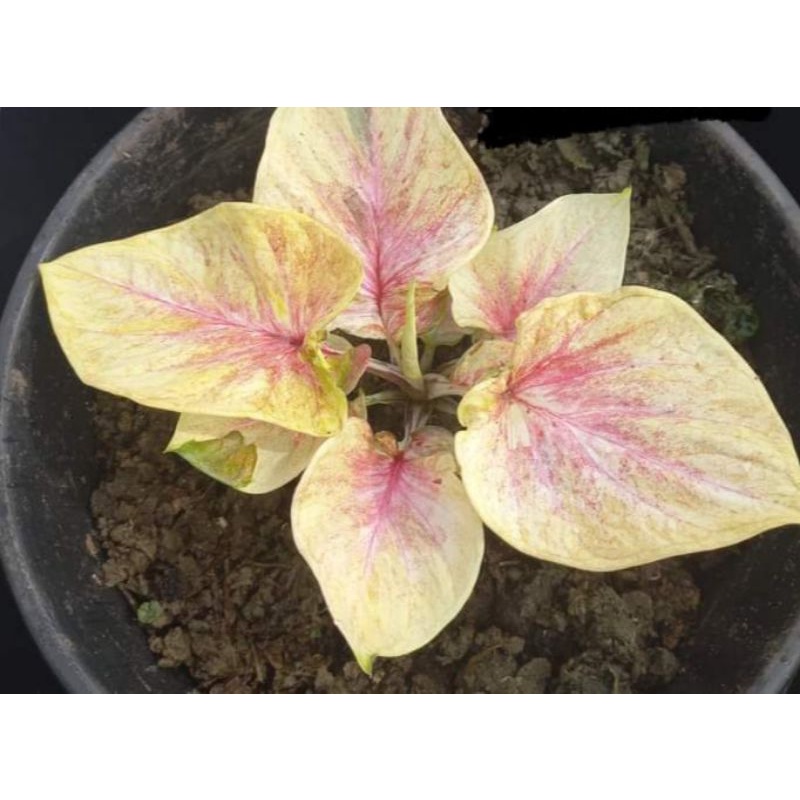 caladium hibrid yellow thai