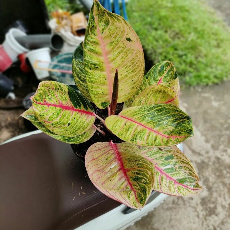 PROMO!!! Aglonema Moonlight (Anakan) SUPER