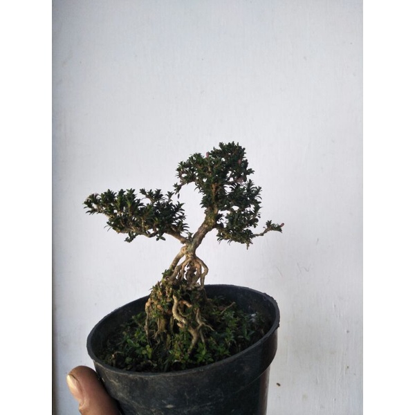 tanaman bonsai mini minimalis  - TitipBibit