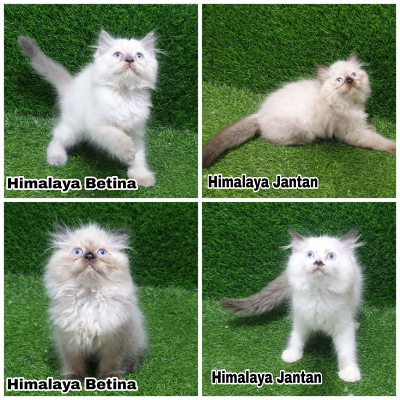 Jual Anakan Kucing kitten Himalaya Himalayan cat kitten anak