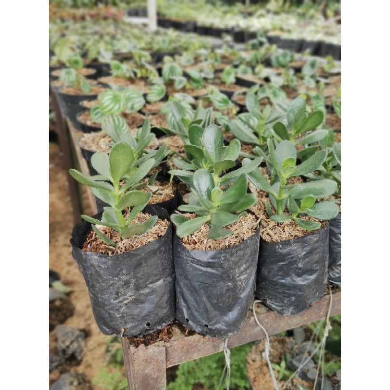 Tanaman Hias Jade Plant Crassula Ovata - TitipBibit