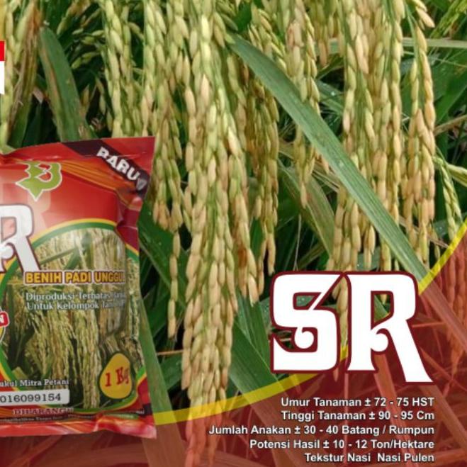 ➣ Padi Unggul SR Super Genjah Terbaru ֍
