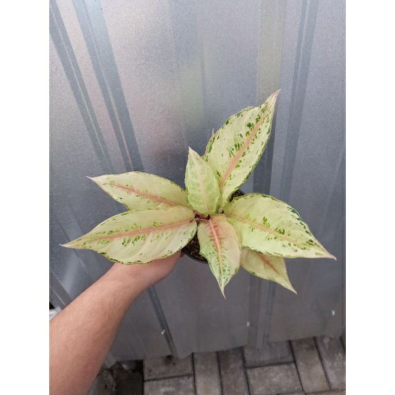 Aglonema anakan frozen