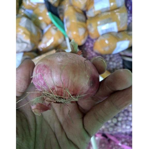 

I27 Bawang Peking India Import 500 Gram HARGA MURAH び