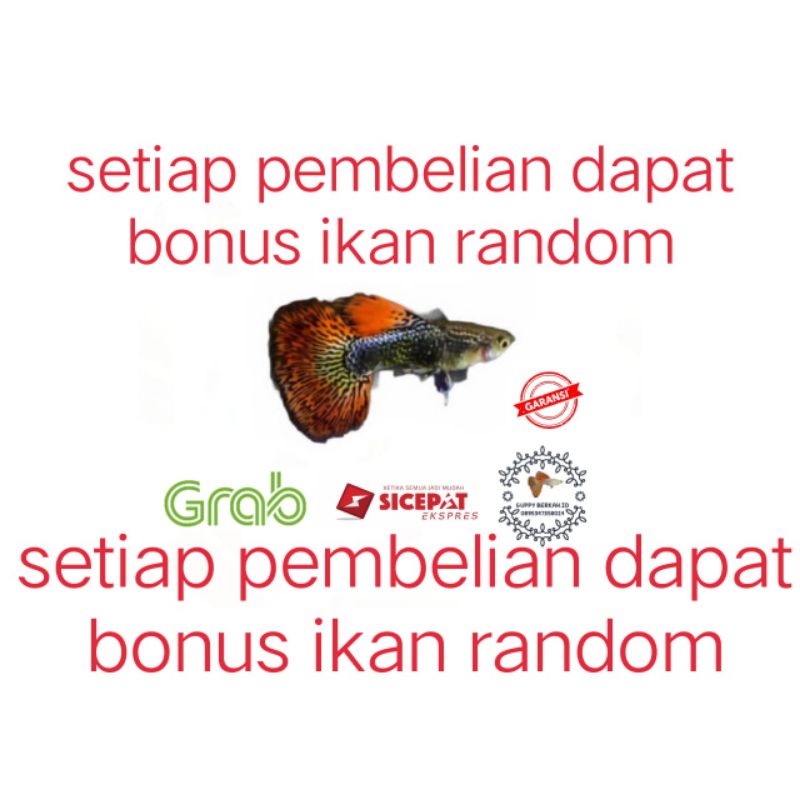 packing styrofoam ( ikan guppy red dragon grade A)