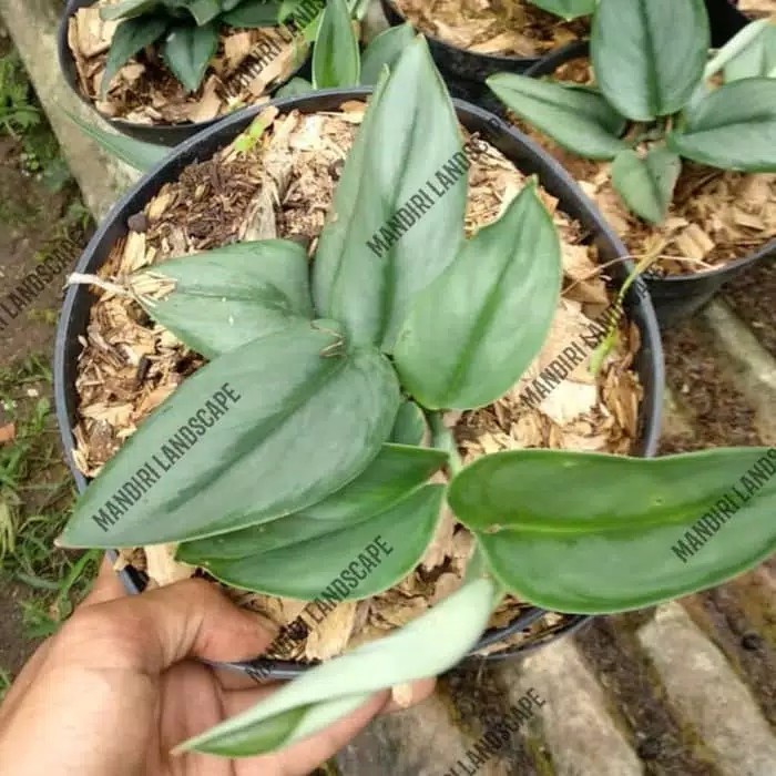 tanaman hias scindapsus moonlight - scindapsus sp - sirih gading susu