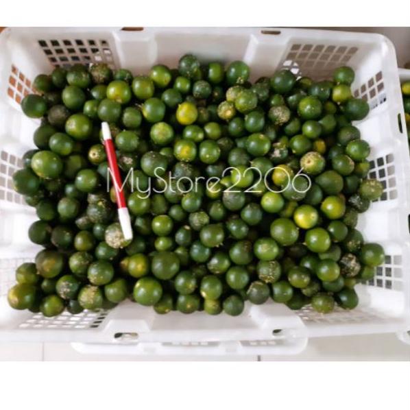 

COD✔️ Jeruk Sonkit 500 gram / Jeruk Kunci / Jeruk Kasturi / Jeruk Kesturi / Lemon Cui / Sengkit / Songkit