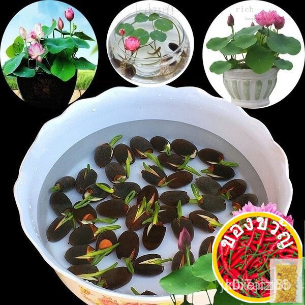 Biji bunga teratai kecil Jepang, 40 buah biji teratai Mini Jepang aneka warna asli 100% teratai Mini