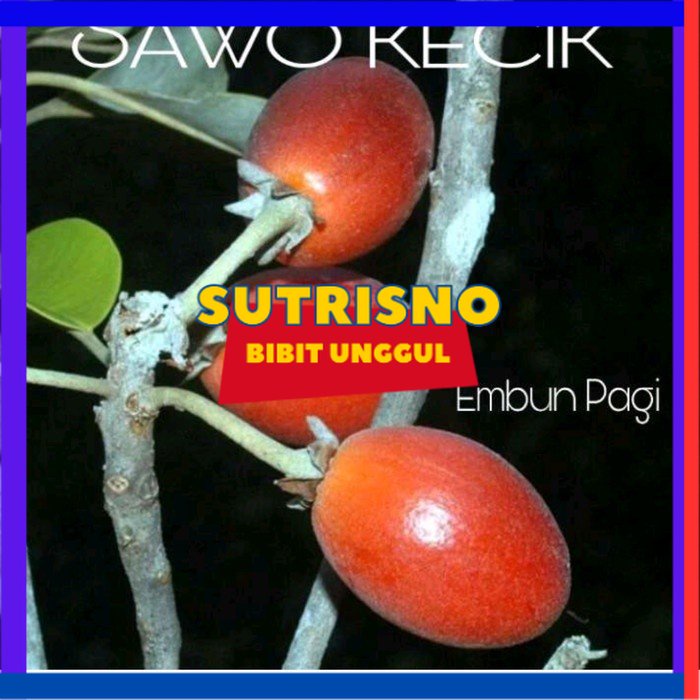Bibit Buah Sawo Kecik