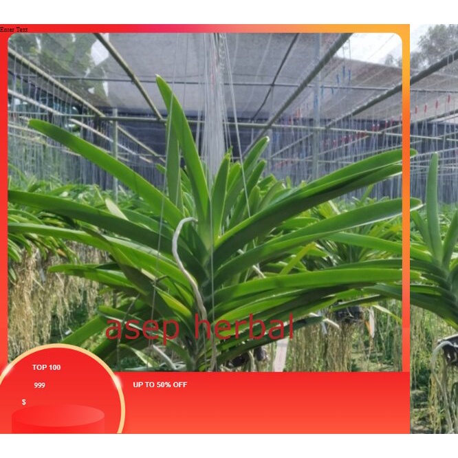 anggrek vanda siap berbunga