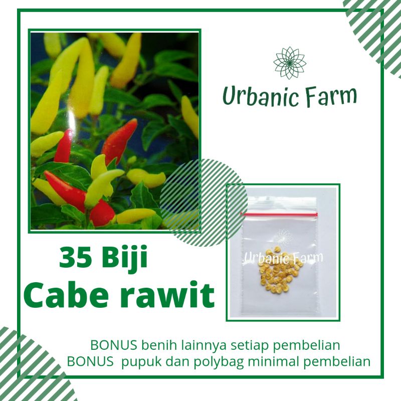 35 Biji Cabe Cabai rawit putih tegak
