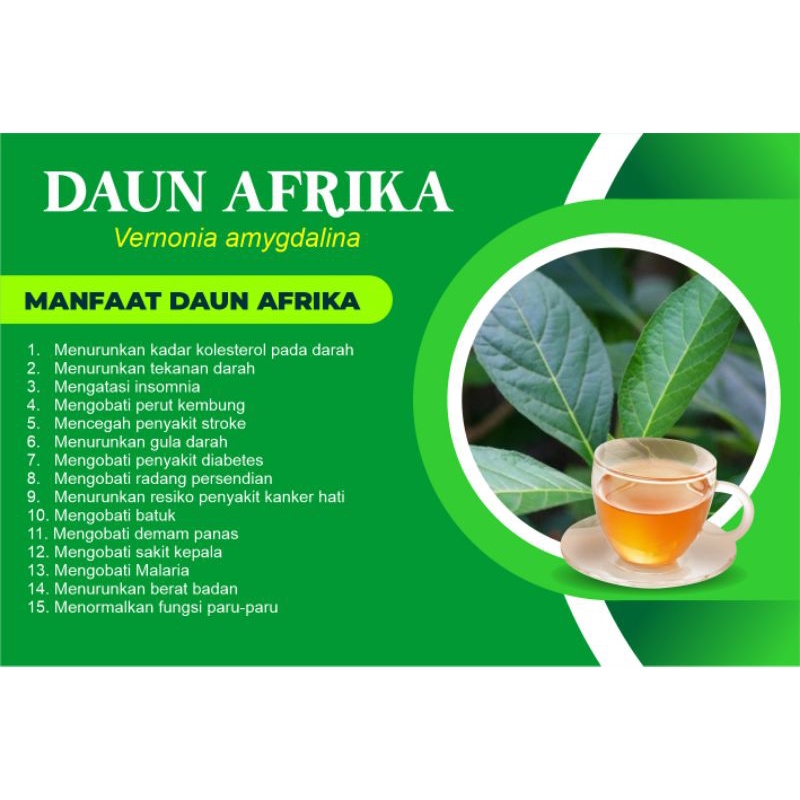 DAUN AFRIKA MUJARAB