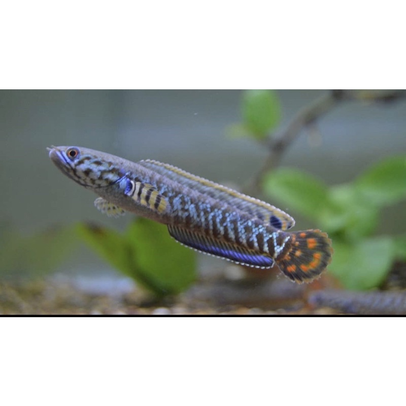 Ikan Chana Bleheri 2-5