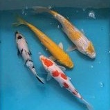 Paket Ikan Koi Blitar 21-25cm Grade A+ 4 Ekor