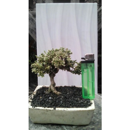 tanaman bonsai mini minimalis  - TitipBibit