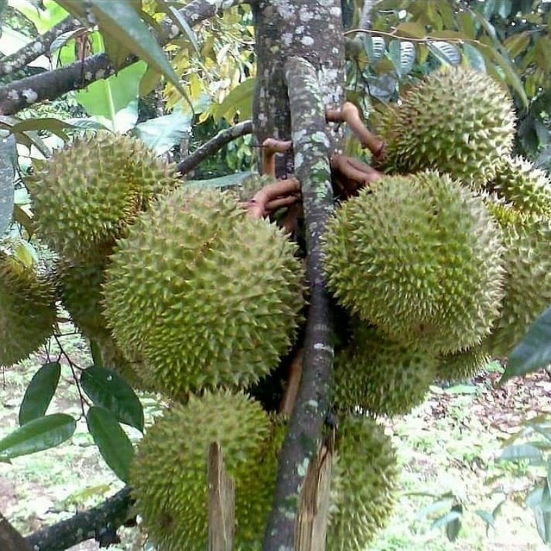 Bibit Durian Matahari  Batang Besar Ukuran 1 Meter Siap Berbuah