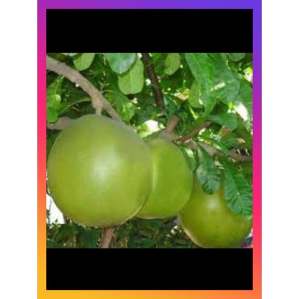 

terlaris buah berenuk buah herbal mujarab