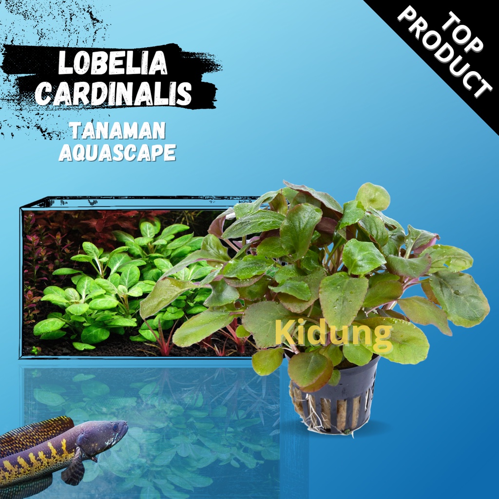 lobelia cardinalis ( tanaman aquascape )