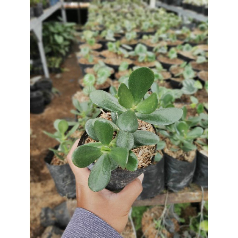 Tanaman Hias Jade Plant Crassula Ovata - TitipBibit