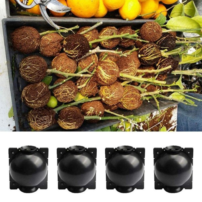 FMFIT 3 PCS PLANTROOT | KOTAK PEMBIBITAN ROOTNG TANAMAN