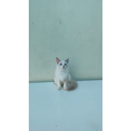 Kucing ragdoll bicolor