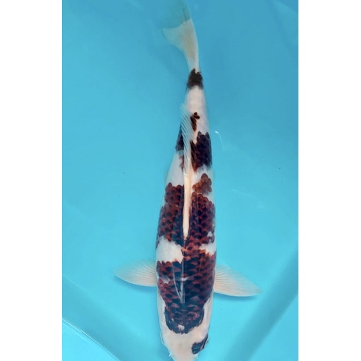 IKAN KOI BLITAR GOROMO