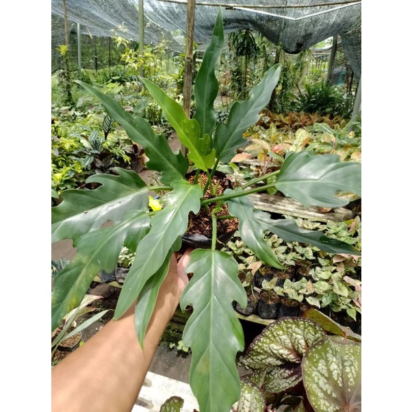 Tanaman Hias Phillo Gergaji / pilo Xanadu