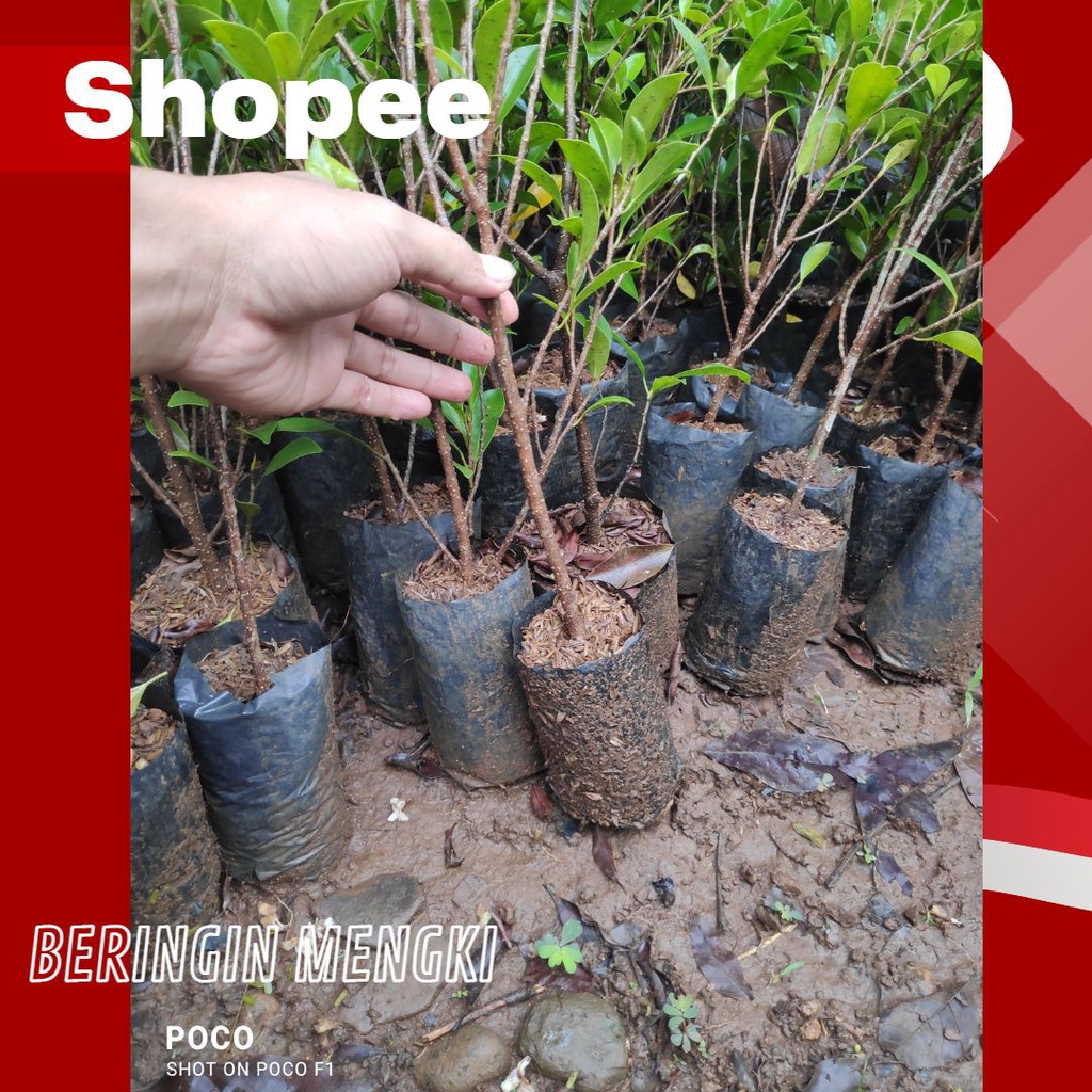 BAHAN BONSAI BERINGIN IPRIK