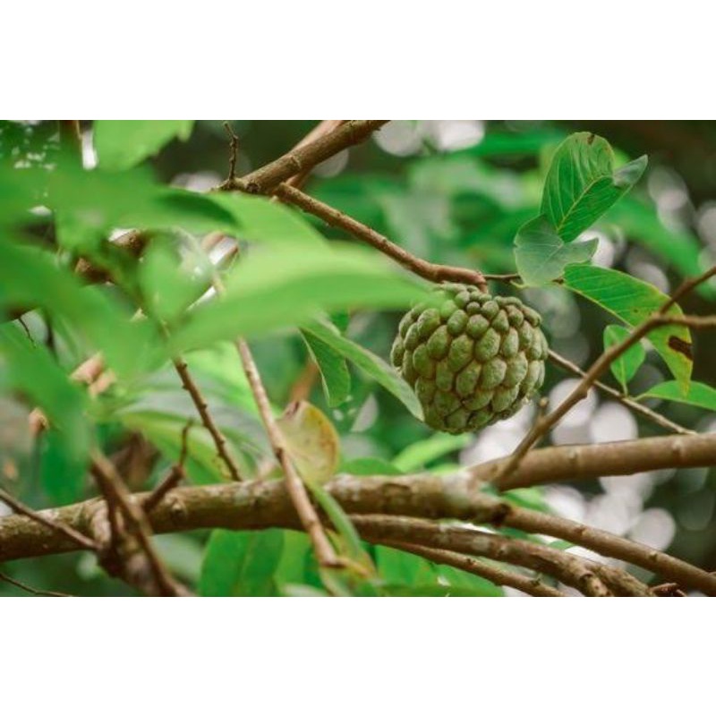 

Buah srikaya