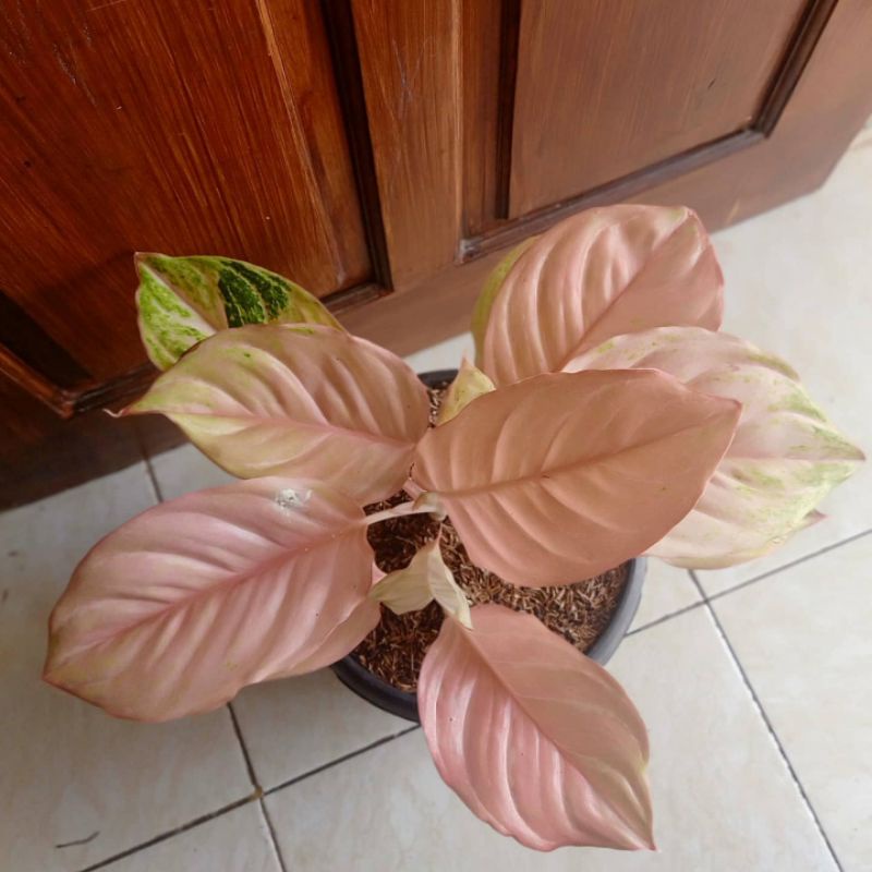 Aglonema anakan bidadari mutasi