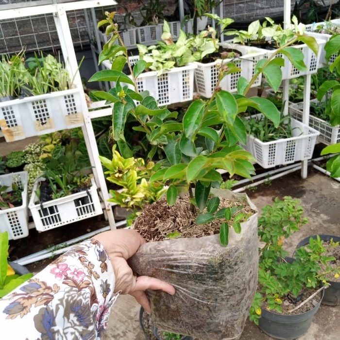 Bunga sakura pink lokal, tanaman hidup bunga sakura, bunga tahan cuaca