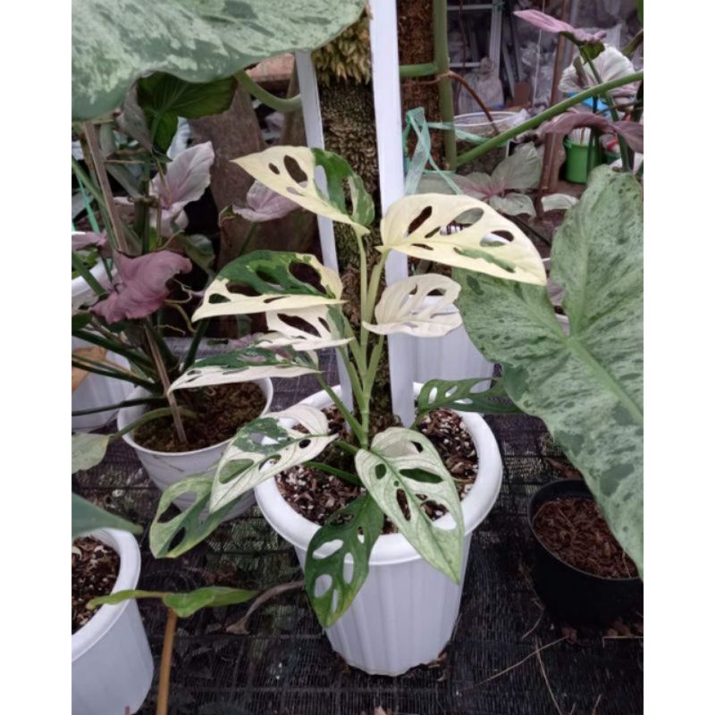 BUKAN BONGGOLTanaman Hias Monstera Janda Bolong Varigata Asli Japan