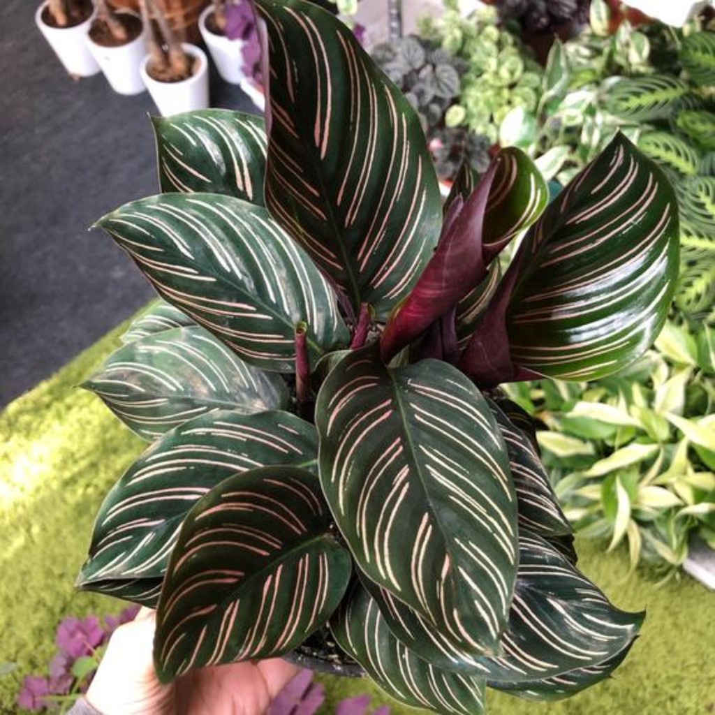 Calathea Ornata Sanderiana / Calathea Ornata Strip Pink