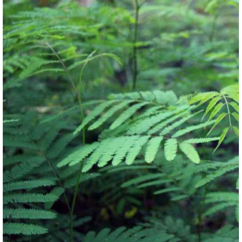 bibit taman lamtoro petai cina