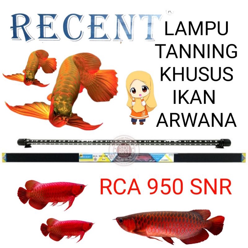 LAMPU TANNING AQUARIUM IKAN ARWANA RCA 950 SNR RECENT