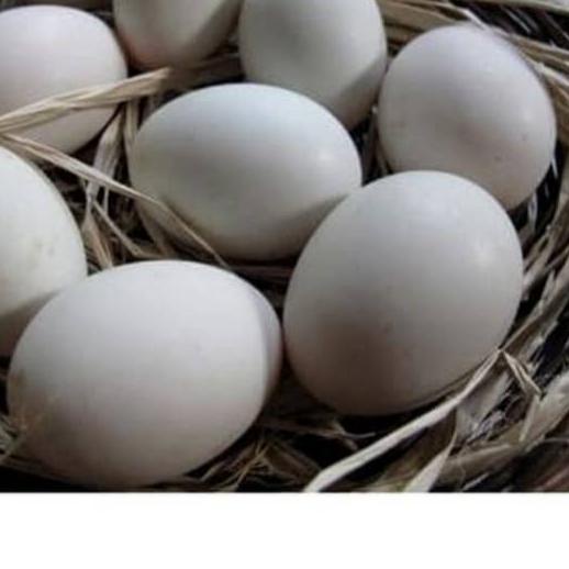 

❂ Telur SOANG per 1 Butir FRESH (Konsumsi) ☆