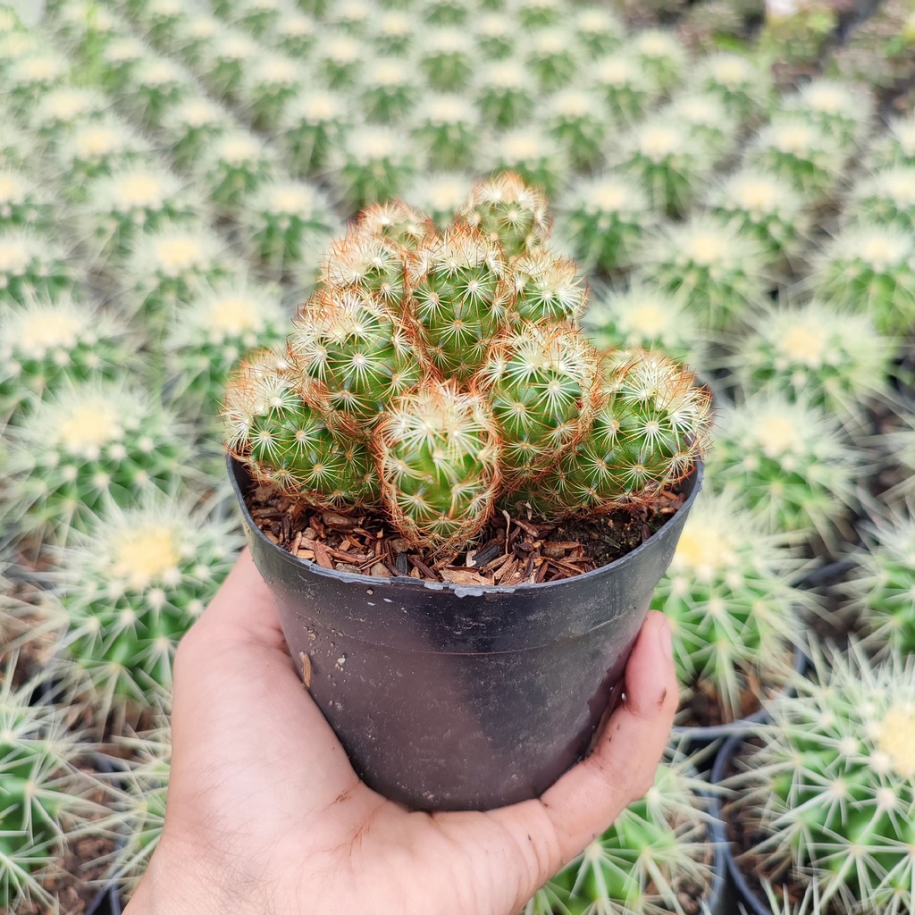 Mammillaria Elongata Red | D 10 Cm | Kaktus