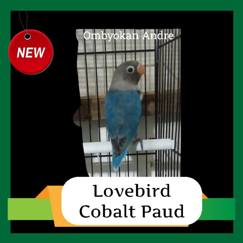 Lovebird Cobalt Paud
