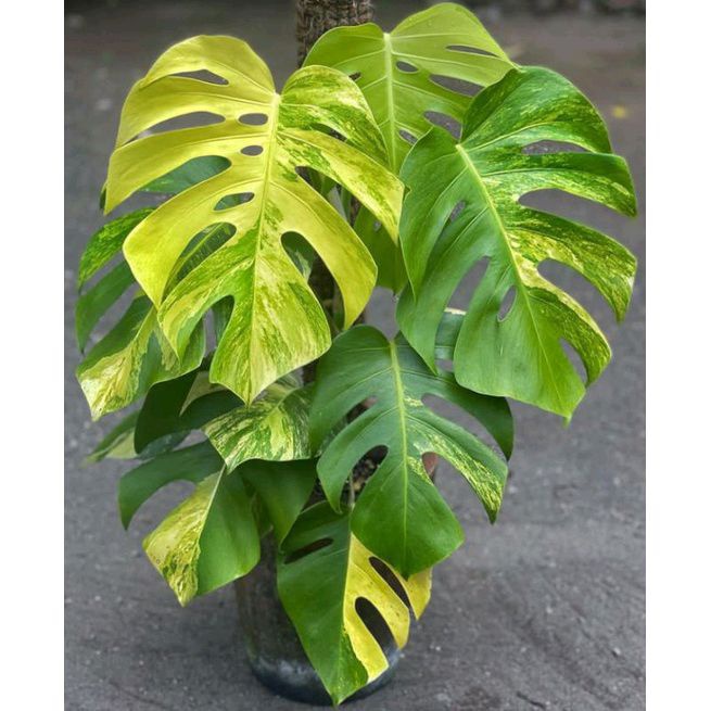 BIBIT BONGGOL PROMO Bibit Batang Monstera Marmorata/Bonggol Monstera...