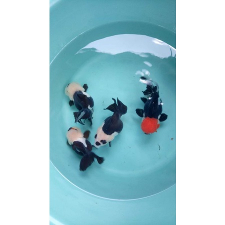 Perlengkapan Akuarium Hiasan Anak Baby Oranda Panda Trikolor Cantik