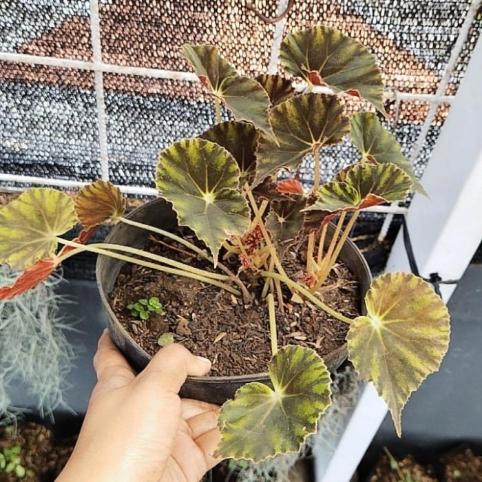 tanaman hias begonia tiger cup, begonia rimbun,foto asli