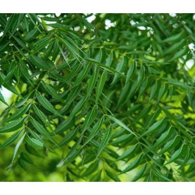 

daun mimba segar daun mimbo daun herbal