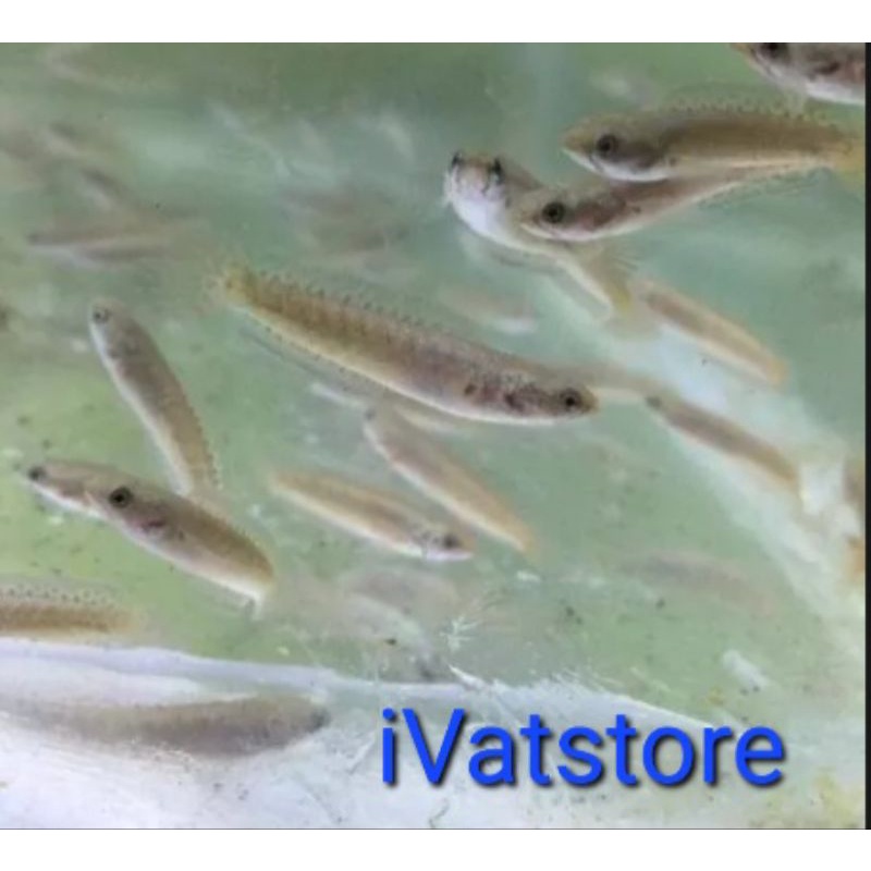 bibit chana andrao 4/5/6/7 cm grade A