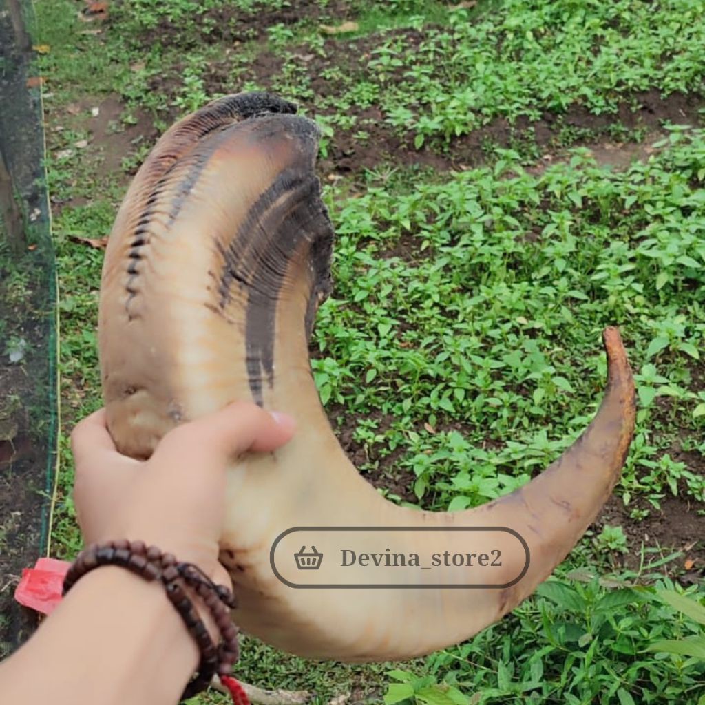BAHAN shofar 50 cm tanduk domba asli || Shofar ram trompet sangkakala asli tanduk domba ||  kerajina