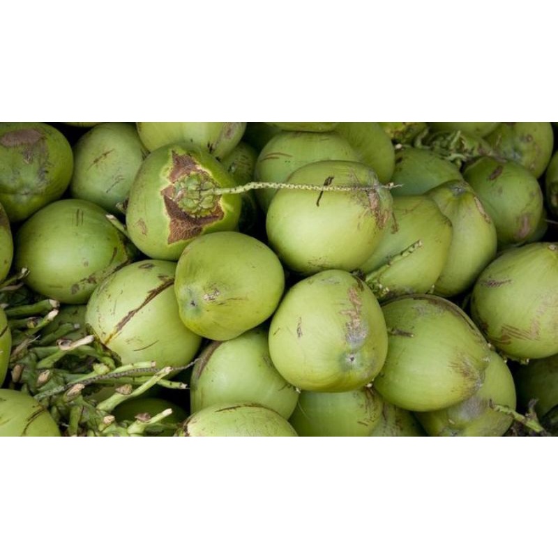 

kelapa muda