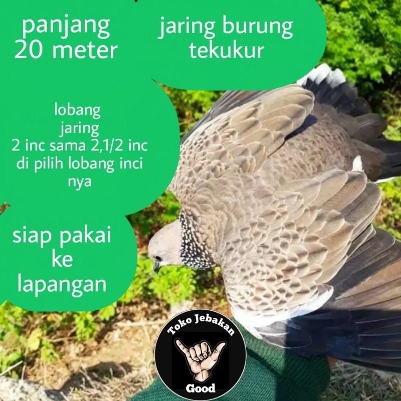 jaring burung tekukur