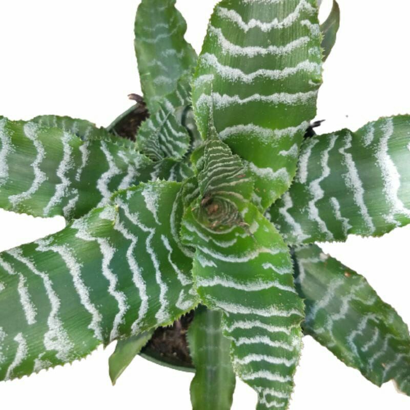 bromelia tokek zebra hijau