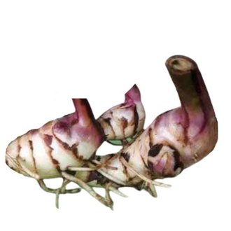 

UMBI GANYONG SEGAR 1KG - GANYO HERBAL LAMBUNG SEHAT