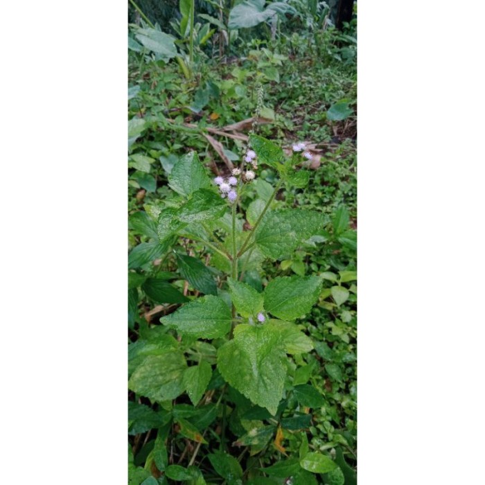 

Daun Bandotan 250gram